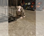 Small Photo #4 American Bully-American Pit Bull Terrier Mix Puppy For Sale in PHILADELPHIA, PA, USA