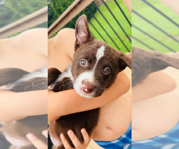 Medium Photo #5 Collie-Labrador Retriever Mix Puppy For Sale in St. Louis Park, MN, USA