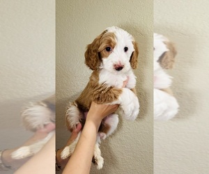Labradoodle-Poodle (Standard) Mix Puppy for Sale in LOOMIS, California USA