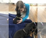 Small Photo #25 Doberman Pinscher Puppy For Sale in MACUNGIE, PA, USA