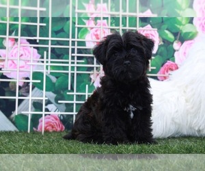 YorkiePoo Puppy for sale in MARIETTA, GA, USA