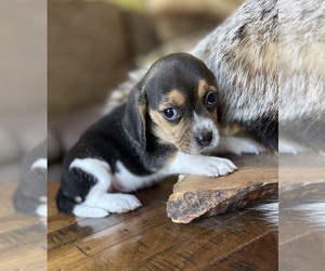 Beagle Puppy for sale in FORDLAND, MO, USA