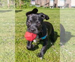 Small Boxer Mix
