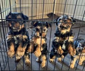 Yorkshire Terrier Puppy for sale in WINTON, CA, USA
