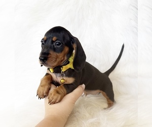 Dachshund Puppy for Sale in DAVIS, California USA