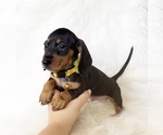 Image preview for Ad Listing. Nickname: AKC Amber