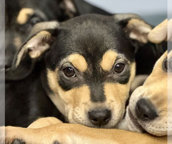 Medium Photo #1 Labrador Retriever-Unknown Mix Puppy For Sale in Jefferson, NJ, USA