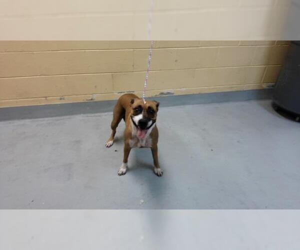 Medium Photo #1 Mutt Puppy For Sale in Tulsa, OK, USA