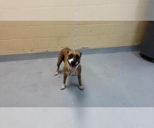Mutt Dogs for adoption in Tulsa, OK, USA