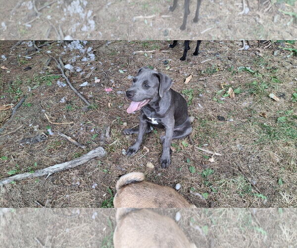 Medium Photo #45 American Pit Bull Terrier-Unknown Mix Puppy For Sale in Sebec, ME, USA