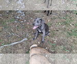 Small #44 American Pit Bull Terrier Mix