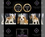 Puppy Tabbie UABR Cavalier King Charles Spaniel