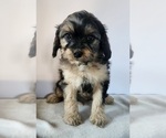 Small Photo #3 Cavapoo Puppy For Sale in CARLISLE, KY, USA