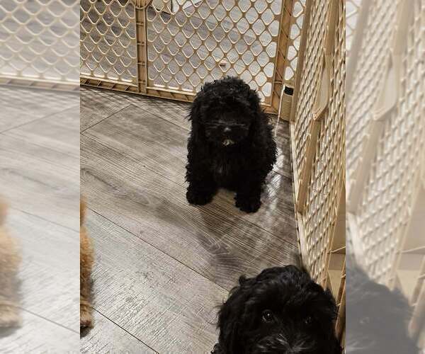 Medium Photo #2 Cavapoo (Miniature) Puppy For Sale in MEDFORD, OR, USA