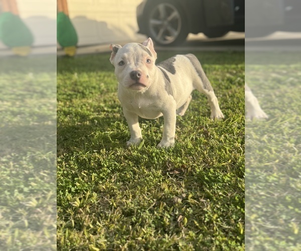 Medium Photo #23 American Bully Puppy For Sale in BAKERSFIELD, CA, USA