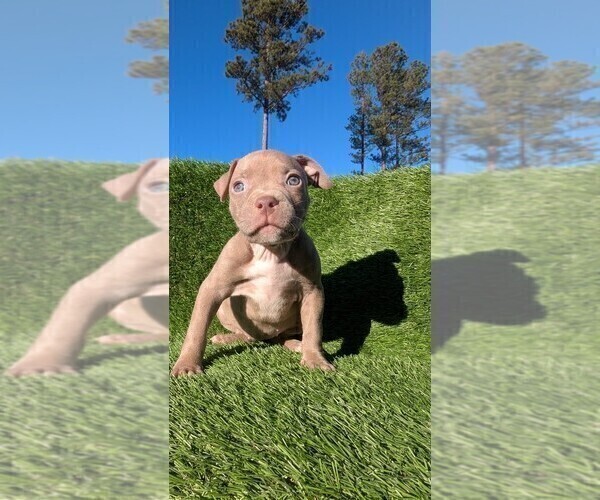 Medium Photo #1 American Bully Puppy For Sale in GROVETOWN, GA, USA