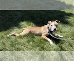 Small #5 Mutt