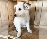 Small Photo #9 Australian Shepherd Puppy For Sale in CHESTERFIELD, MI, USA