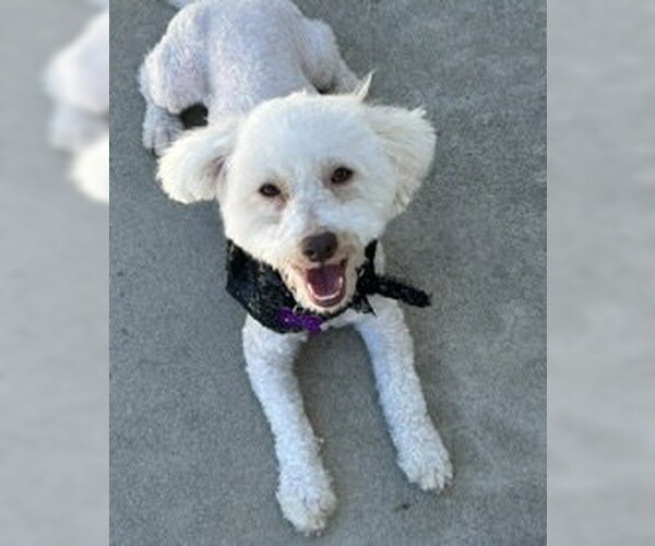 Medium Photo #4 Poodle (Miniature)-Unknown Mix Puppy For Sale in Corona, CA, USA