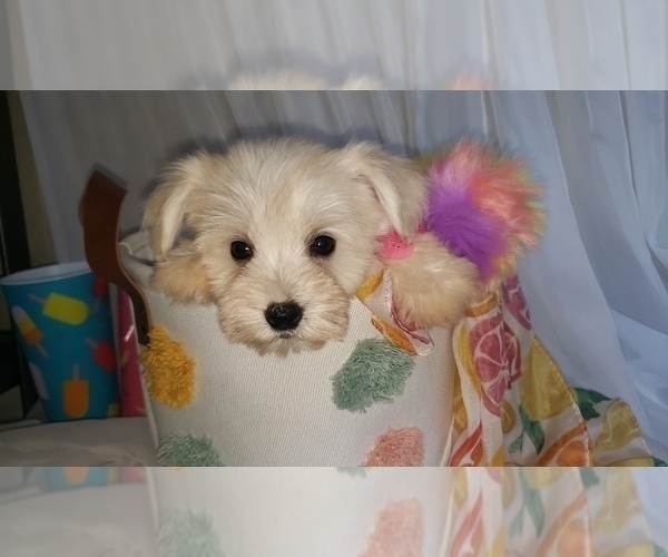 Medium Photo #11 Schnauzer (Miniature) Puppy For Sale in WINDYVILLE, MO, USA