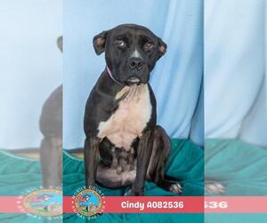 Bulldog-Unknown Mix Dogs for adoption in Mobile, AL, USA