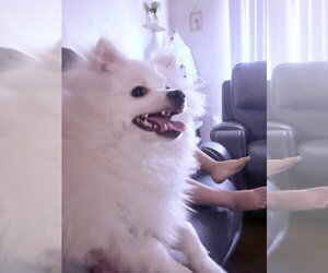 Milo - Male Pomeranian Dog for Adoption - Photo #2