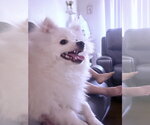 Small Photo #2 Pomeranian Puppy For Sale in Dana Point, CA, USA