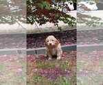 Small Photo #15 Goldendoodle Puppy For Sale in TOPEKA, IN, USA