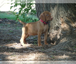 Vizsla Puppy for sale in AMORITA, OK, USA