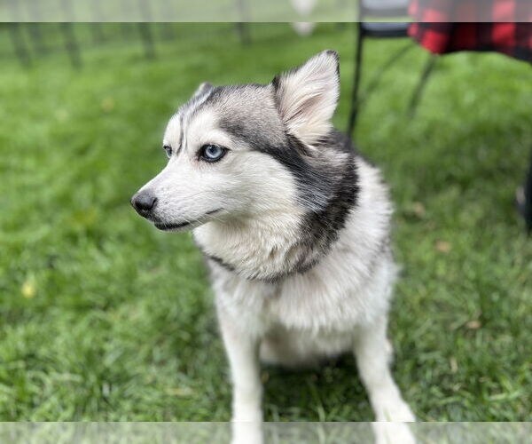 Medium Photo #2 Pomsky Puppy For Sale in St. Louis Park, MN, USA