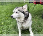 Small #1 Pomsky