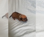 Small Photo #4 Rhodesian Ridgeback Puppy For Sale in KELLER, TX, USA