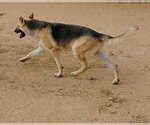 Small #16 German Shepherd Dog
