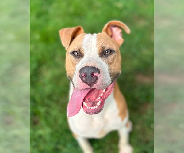 Medium Photo #6 Mutt Puppy For Sale in Evansville, IN, USA