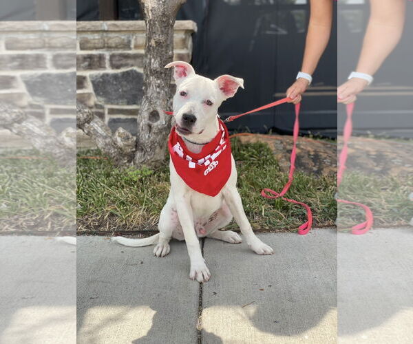 Medium Photo #4 Boxer-Unknown Mix Puppy For Sale in Euless, TX, USA