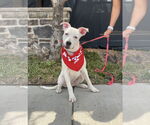 Small #3 Boxer Mix