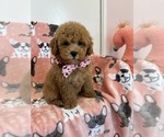 Small Photo #9 Poodle (Toy) Puppy For Sale in SYLMAR, CA, USA