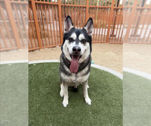 Medium Photo #3 Siberian Husky-Unknown Mix Puppy For Sale in Las Vegas, NV, USA