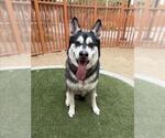 Small #2 Siberian Husky Mix