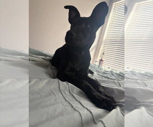 Catahoula Leopard Dog-Labrador Retriever Mix Dogs for adoption in Palatine/Kildeer/Buffalo grove, IL, USA