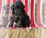 Small Photo #2 Aussiedoodle Puppy For Sale in WILLIAMSBURG, IA, USA
