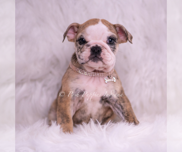 Medium Photo #2 Bulldog Puppy For Sale in WARSAW, IN, USA