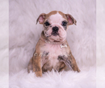 Small #1 Bulldog