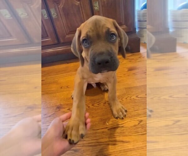 Medium Photo #3 Cane Corso Puppy For Sale in FAYETTEVILLE, NC, USA
