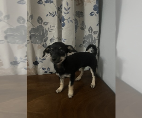 Medium Photo #2 Chihuahua Puppy For Sale in DURHAM, CT, USA