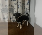 Small #1 Chihuahua