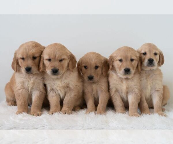 Medium Photo #3 Golden Retriever Puppy For Sale in NEWPORT, PA, USA