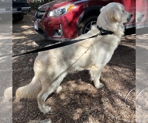 Father of the English Cream Golden Retriever puppies born on 02/14/2025
