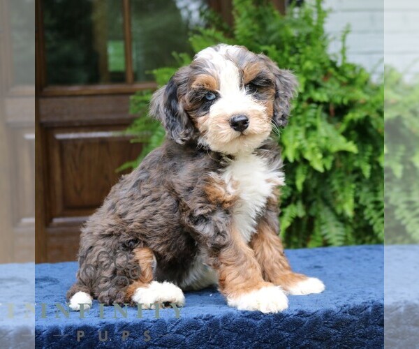 Medium Photo #3 Bernedoodle (Miniature) Puppy For Sale in NARVON, PA, USA