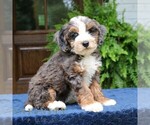 Small #2 Bernedoodle (Miniature)